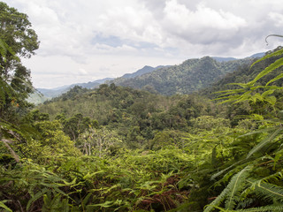 Rainforest in indonesia