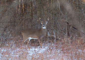 White-tailed deer buck walking in the snow in a forest in Canada