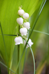 muguet