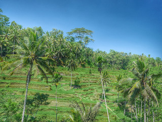 バリのライステラス、青空に広がる田園