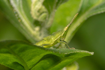 grasshopper/cricket peeking/looking at camera - side way view
