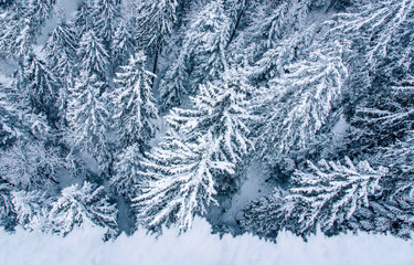 View of snow covered pine forest in Switzerland.