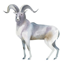 Watercolor illustration isolated on white background. A gray mountain sheep stands. Splashes sketch of wild forest north animals