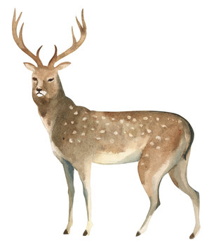 Watercolor illustration isolated on white background. A brown deer stands. Splashes sketch of wild forest north animals