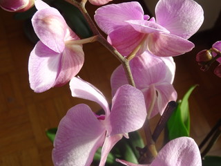 orchidea fiorita in inverno