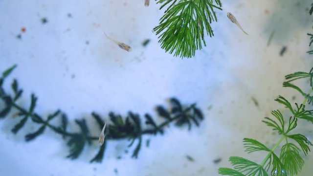 Closeup top view of tiny baby guppy fish swimming cheerfully searching for food. Real time full hd video footage.