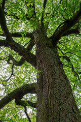 Alter Kastanienbaum
