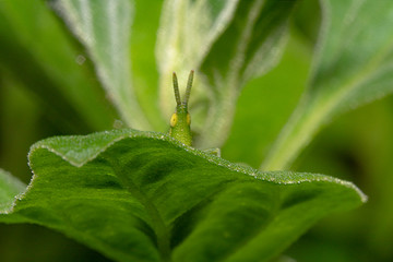Oval shaped head, Green Cricket peeking and looking directly at the camera