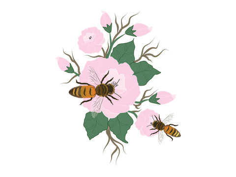 Bee and pink flowers with buds and green leaves - isolated n a white background - vector