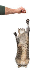 Funny cat standing isolated on white