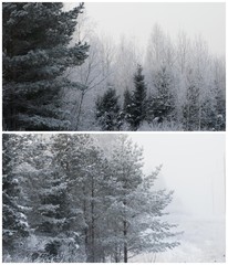 Landscape of the winter forest. Nature background. Collage.