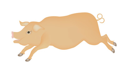 Pig is a cheerful, fat, pink piglet, with a smile - isolated on white background - vector