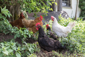 garden_chicken