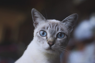 Ocean eyes cat 