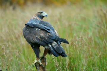 Golden eagle on a branch on a green background / Aquila chrysaetos / Bieszczady mountains. Poland