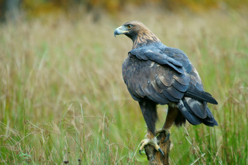 Golden eagle on a branch on a green background / Aquila chrysaetos / Bieszczady mountains. Poland