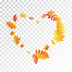 Oak, maple, wild ash rowan leaves vector, autumn foliage on transparent background.