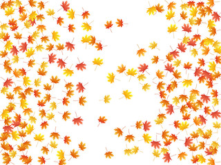 Maple leaves vector background, autumn foliage on white graphic design.