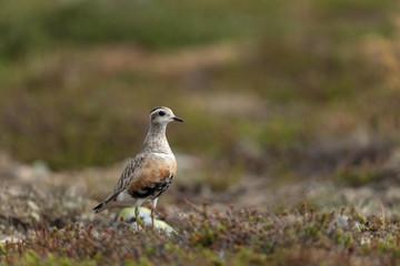 Eurasian dotterel in the scandinavian fell
