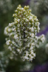 Staude grün und weiß