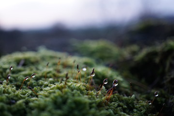 Moos mit Wasser benetzt