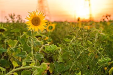 Sunflowers garden. Sunflowers have abundant health benefits. Sunflower oil improves skin health and...