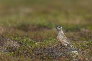 Eurasian dotterel in the scandinavian fell