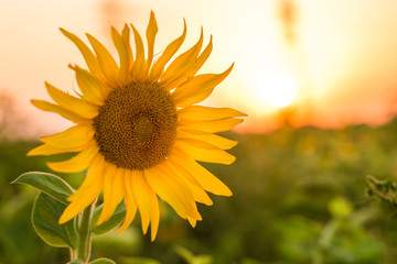 Sunflowers garden. Sunflowers have abundant health benefits. Sunflower oil improves skin health and...
