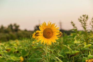Sunflowers garden. Sunflowers have abundant health benefits. Sunflower oil improves skin health and...