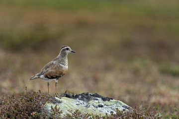 Eurasian dotterel in the scandinavian fell