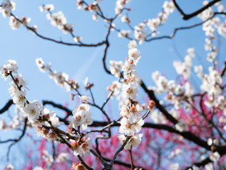 満開の桜の枝、白い花と青空