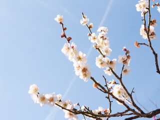 青空に咲く桜、飛行機雲の春