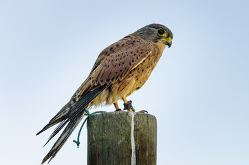 falcon on perch