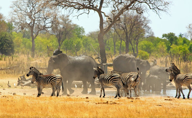 Obraz na płótnie Canvas Large herd of elephants and zebras in a dust storm while at a waterhole in Hwange National Park, Zimbabwe, Southern Africa