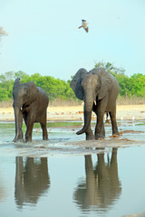 Two Elephants standing on the edge of a waterhole with a good water reflection, Hwange National Park, Zimbabwe