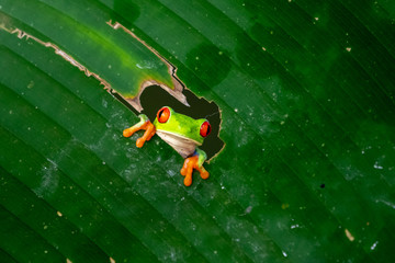 Red-eyed Tree Frog, Agalychnis callidryas, sitting on the green leave in tropical forest in Costa Rica.