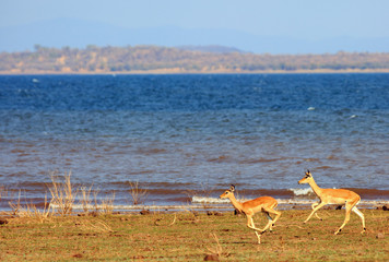 Impala jumping and running along the shoreline of Lake Kariba in Matusadona National Park