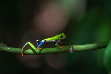 Red-eyed Tree Frog, Agalychnis callidryas, sitting on the green leave in tropical forest in Costa Rica.