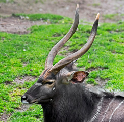Nyala antelope male. Latin name - Tragelaphus angasii