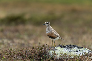 Eurasian dotterel in the scandinavian fell