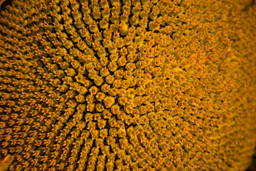 Spiral pattern in center of sunflower close up showing beautiful texture with neatly arrangement of nature creation