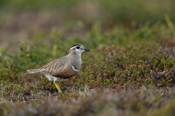 Eurasian dotterel in the scandinavian fell