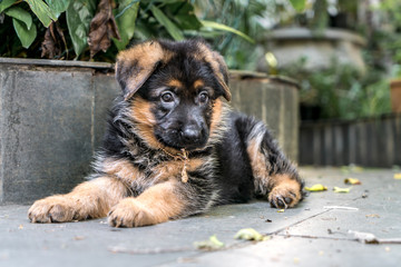 German Shepherd Puppy