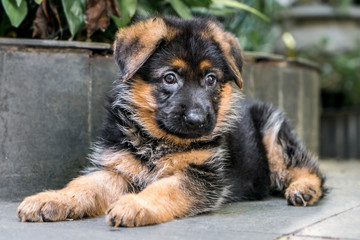 German Shepherd Puppy