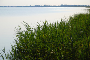 Fototapeta na wymiar Bodden landscape with coastal plants at Baltic Sea coast, Germany