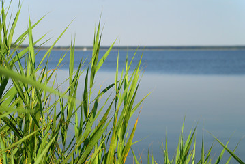 Fototapeta premium Bodden landscape with coastal plants at Baltic Sea coast, Germany