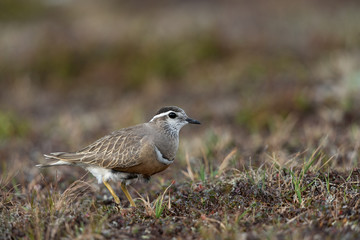 Eurasian dotterel in the scandinavian fell