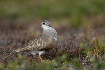 Eurasian dotterel in the scandinavian fell
