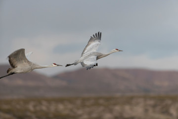 Sandhill Cranes in Bosque Del Apache NWR at San Antonio New Mexico, USA