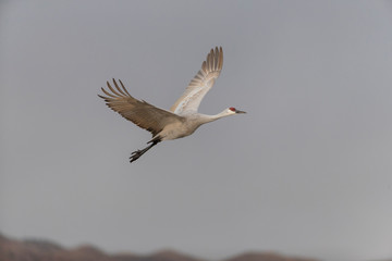 Sandhill Cranes in Bosque Del Apache NWR at San Antonio New Mexico, USA